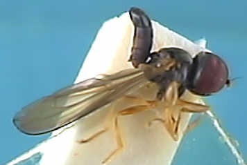 Cephalops subultimus